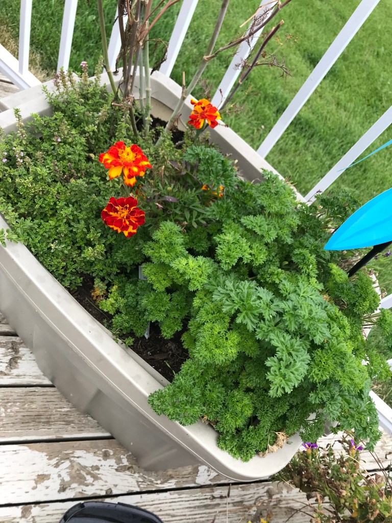 Planter filled with parsley, dill, lemon thyme, and marigold.